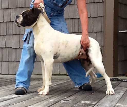 Johnson’s Vada of AMOK