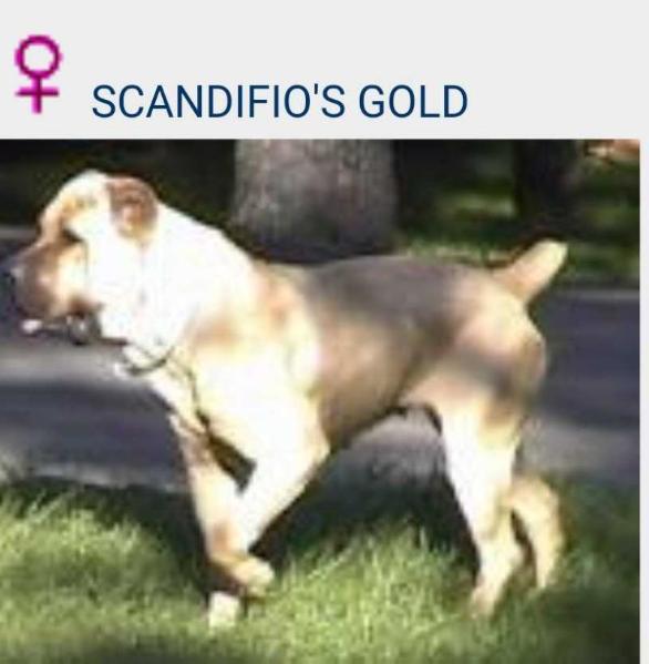 Scandifio's Gold