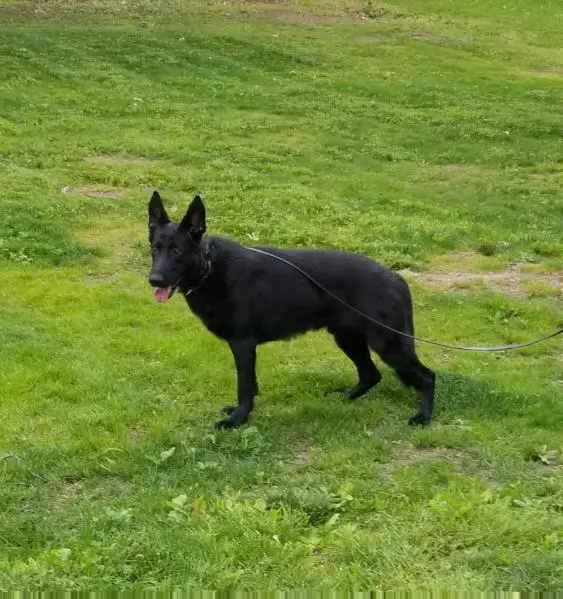 Valentino Vom Spitzenhund