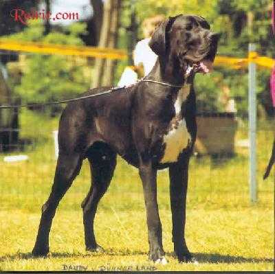 Dandy Vom Dunner Land