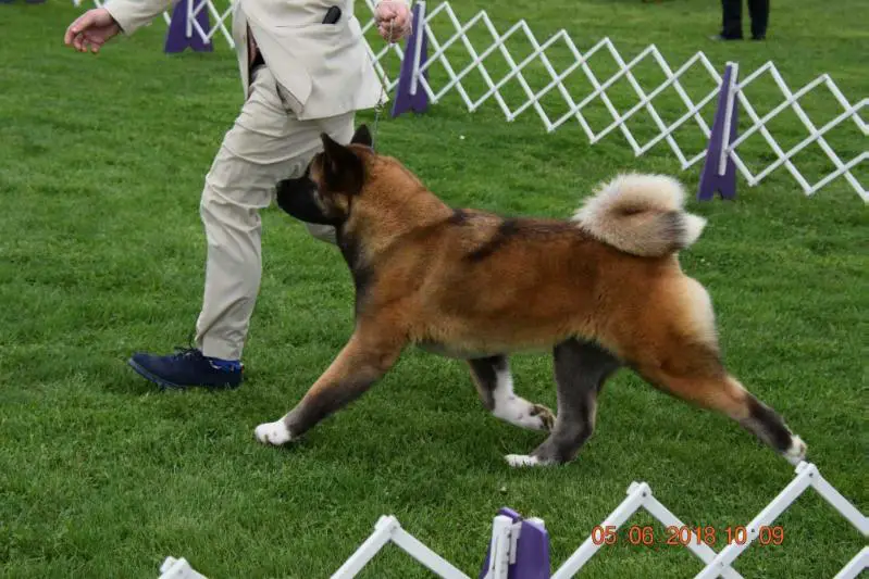 AKC GCH Stecal's Billie Jean