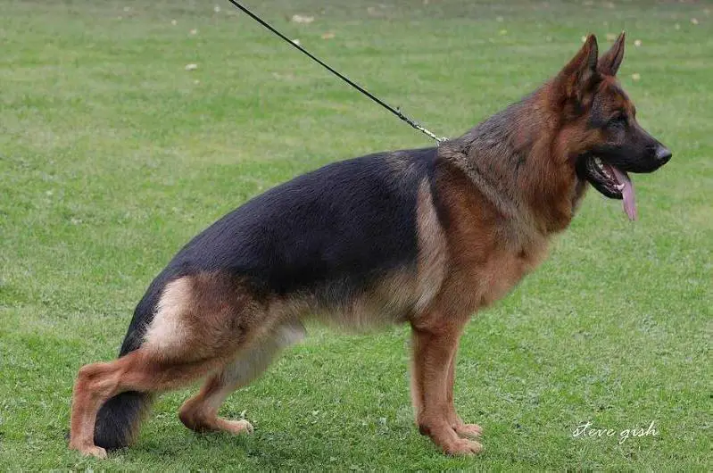 V Thiago vom Heerbusch