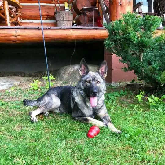 Sadie V Haus Safko