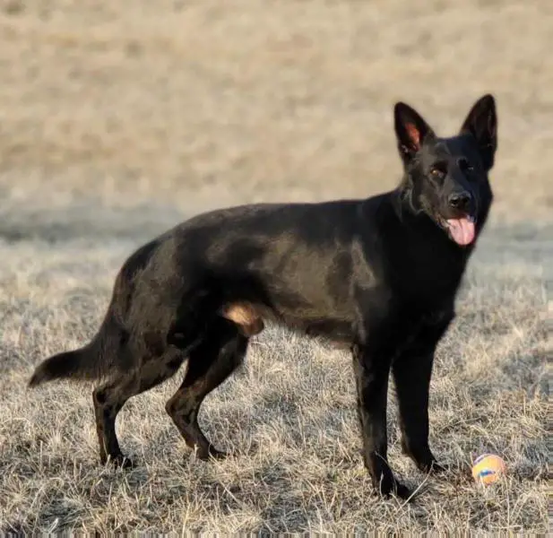 Levi vom Hallynn Haus