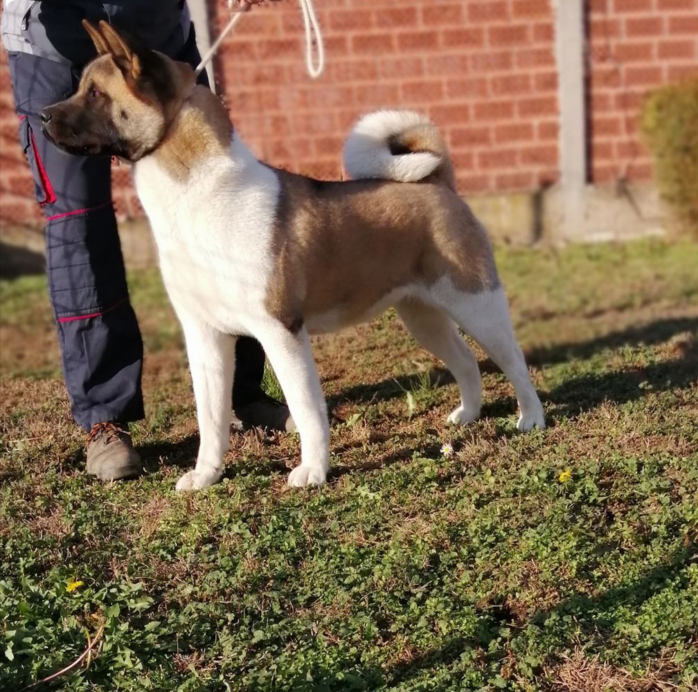 SRB JCH Caira Winning Ticket