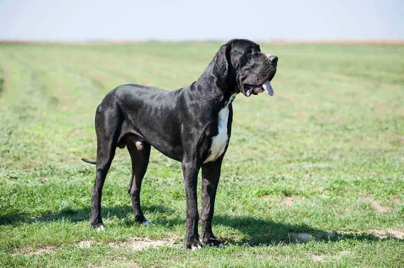 Xoy el Loco de Alexoana