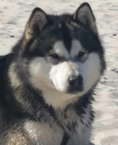 Ger.Ch, Ger.JCh, GW Gus The Brave Heart Inditarod