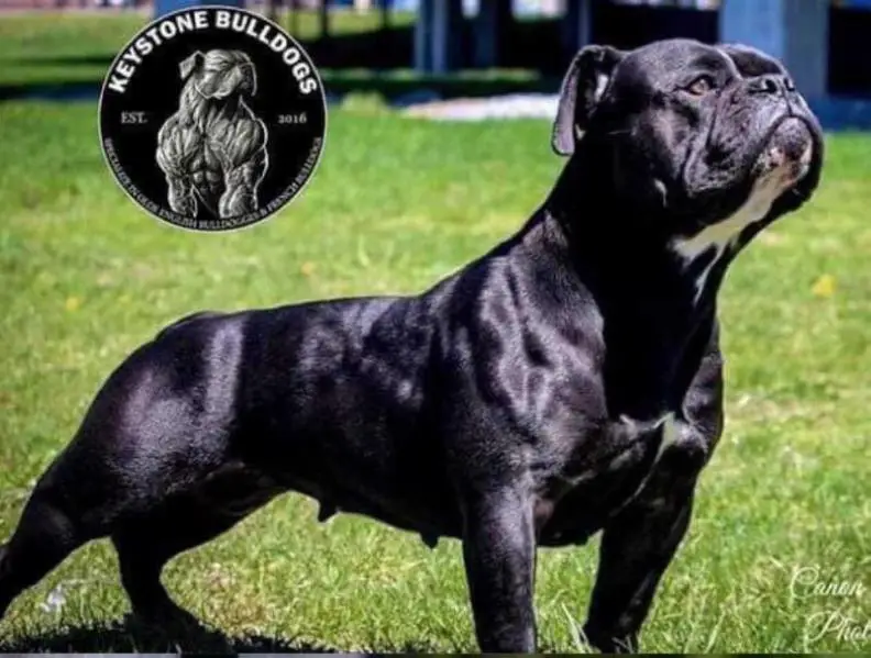 Keystone Bulldogs Skye