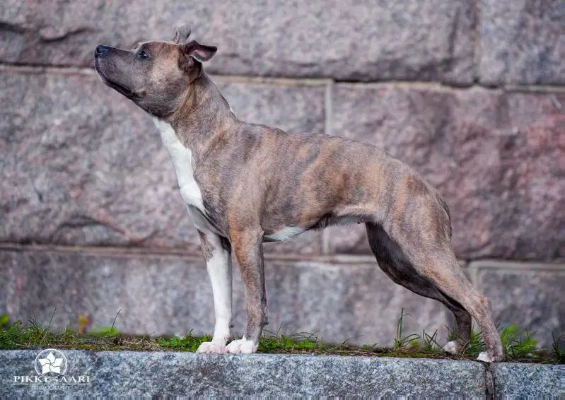 Blue Rising Star Kaleidoscope Eyes