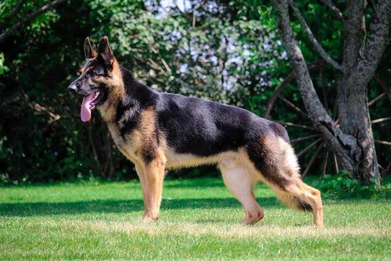 SG Brutus vom Monet