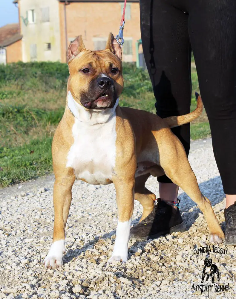 Contra Legem Red Dragon