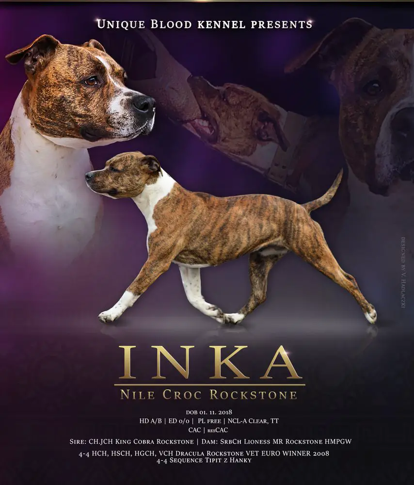 CAC, RCAC Nile Croc Rockstone