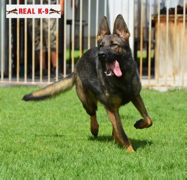 Fara Real K-9