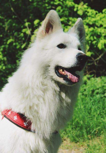 ChPL Simply One IGOR