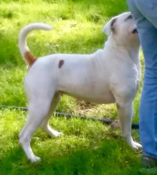 RenScot's Sweet Leaf