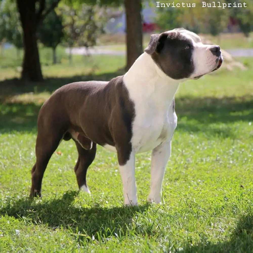 CH. BRING ME GOLD SOUL OF GRYFFINDOR