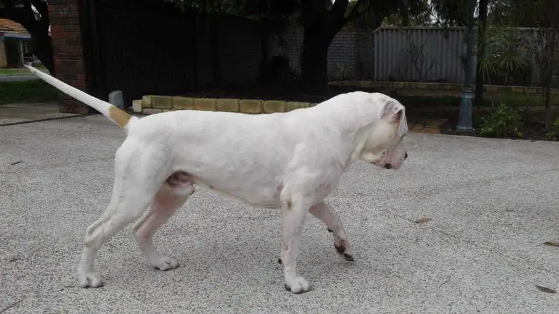 Pedigree American Bulldogs Australia Lincoln