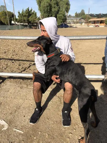 Ringsports Extrordinary Kobe