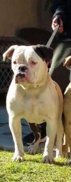 GOGUE'S WEDNESDAY OF DOGPOUNDS/DC'S AMERICAN BULLDOGS