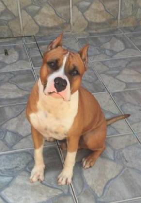 LOGAN AMSTAFF BANTIM