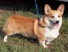 Windyridges Radar At Tripletac N.S.