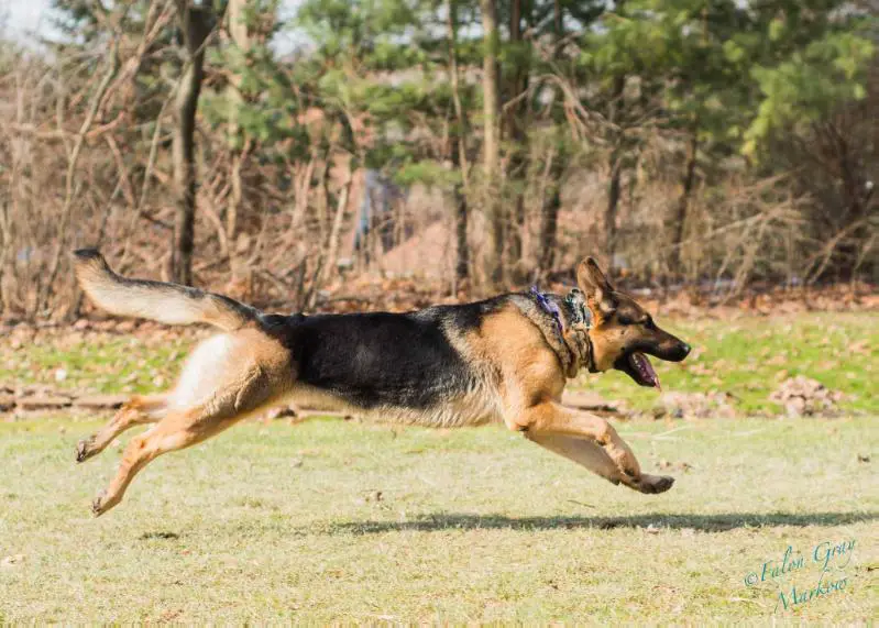 Maleficent du DeFord