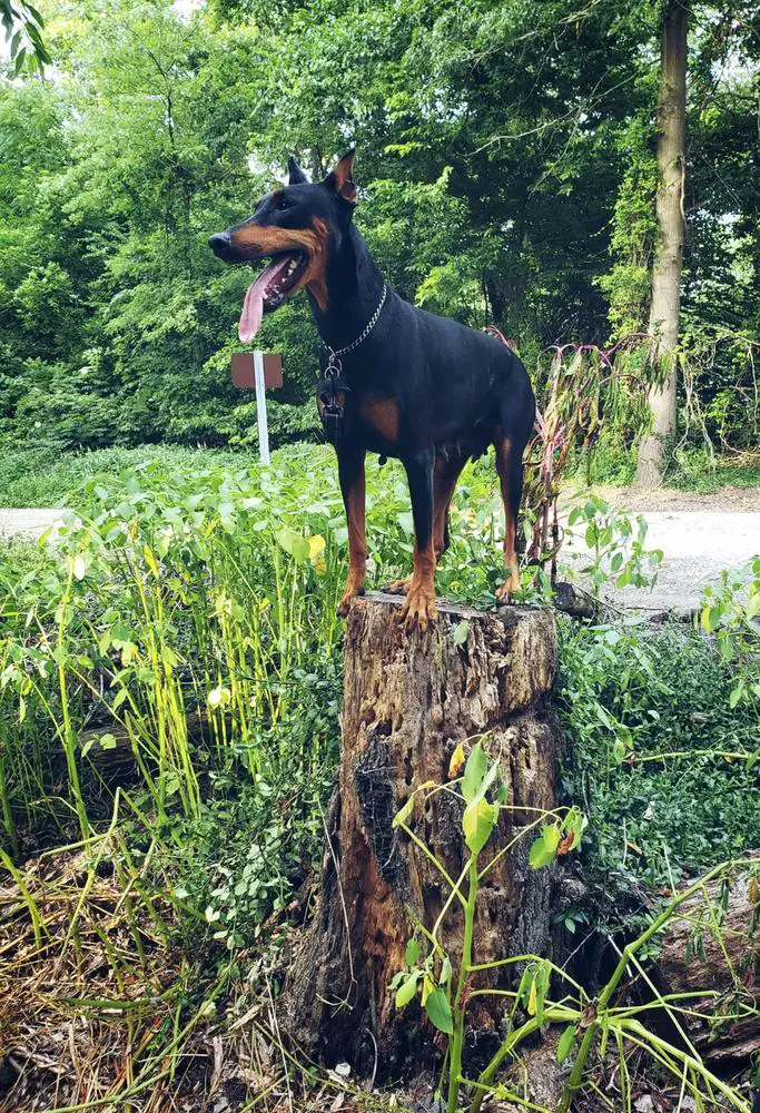 Coker's Goddess of Night