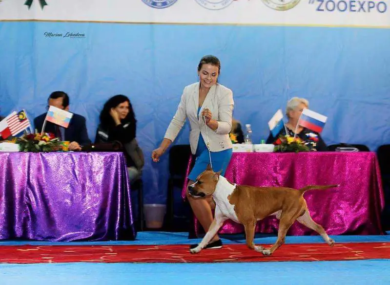 JCH RUS,RKF CH RKF,NBC RUS GRCH RUS Taiger Land Harvey