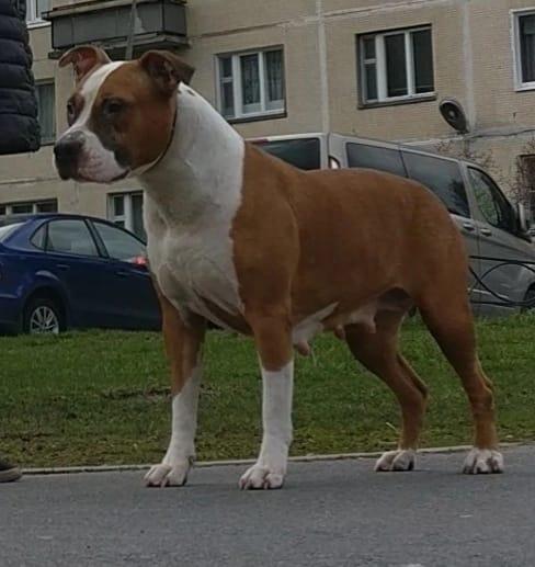 Rus Neva Da - Pure Gold