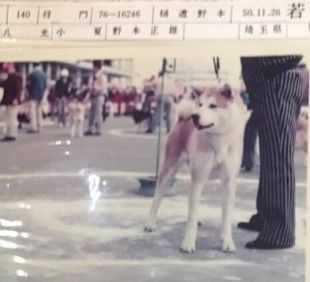 Masakado Go Hiyari Nomoto