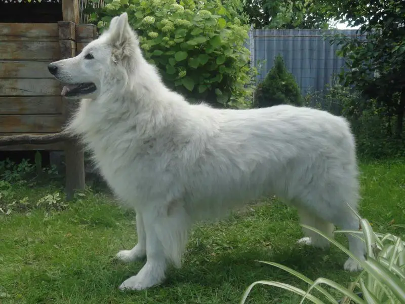 Kornet Snow Avalanche