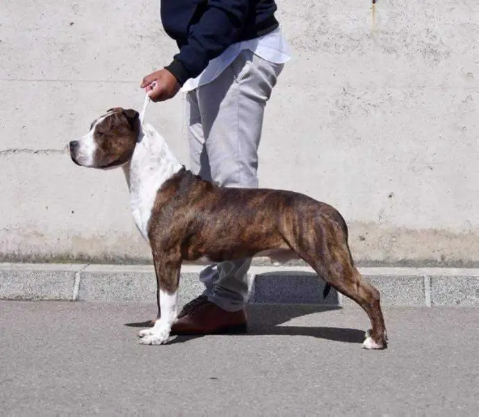 Génius ast no limit