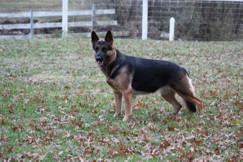 Princess Pria Riehle V Appleridge