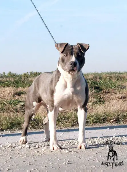 Contra Legem Vanilla Sky