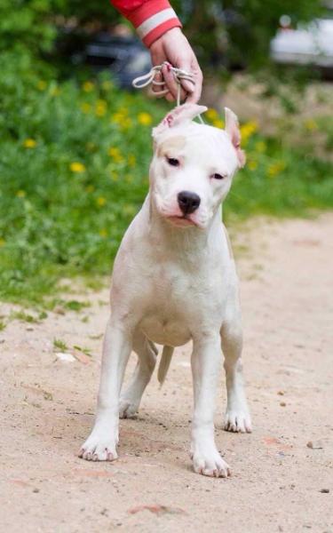 J.Ch.Rus.,Ch.Rus, Ch.RKF Valter'Staff Jeneva Luxury Gold Girl Fire