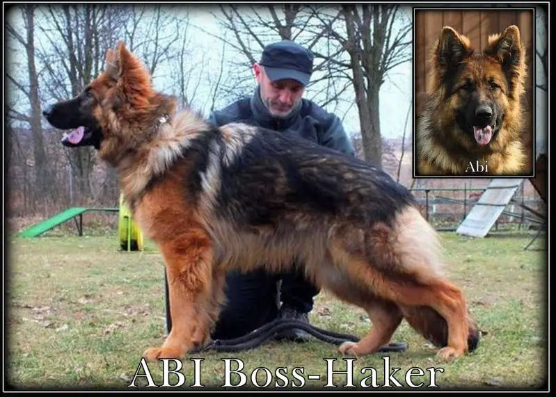 ABI Boss-Haker