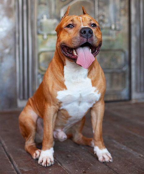 J.CH RUS J.CH RKF CH RUS CH RKF LUXURY OF EMPIRE ALBION