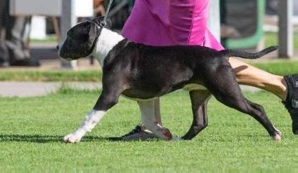 Amstafomine Heads I Win