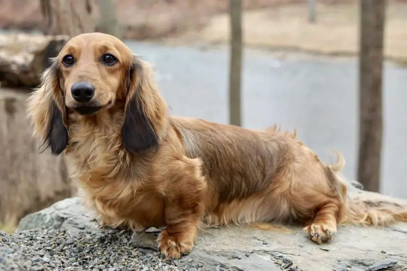 Bright's Tasty Tater Tot Casserole ML