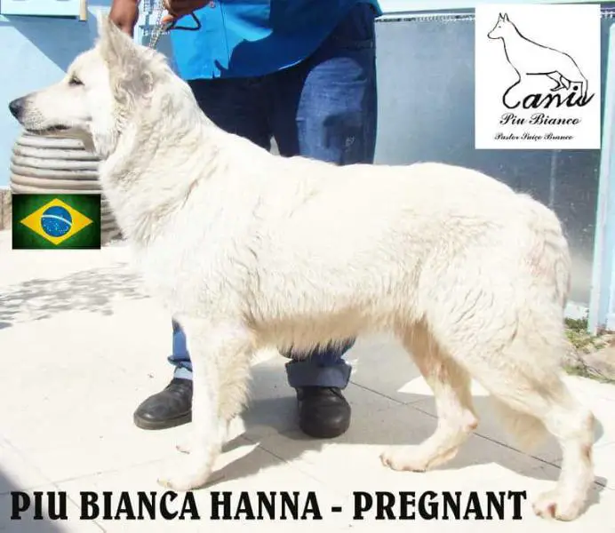 Piu Bianco Rhanna