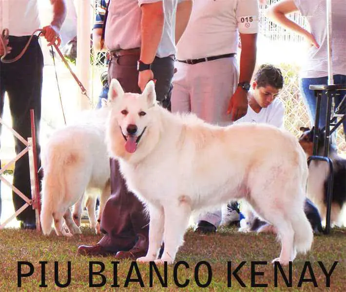 Piu Bianco Kenay