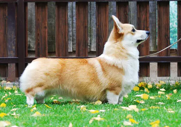 JCHRUS, JCW, CNRUS,CW, GRRUS Snow Stail Victorious Smile