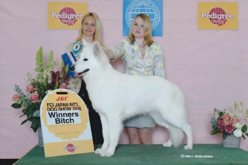 INT.CH JKC.CH Julia's Rose Sylver de l'Aige de la Tournelle