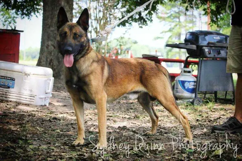 Enzo von Loganhaus BRN 33679