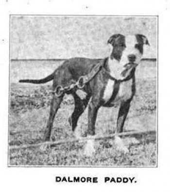 Barney's Dalmore Paddy