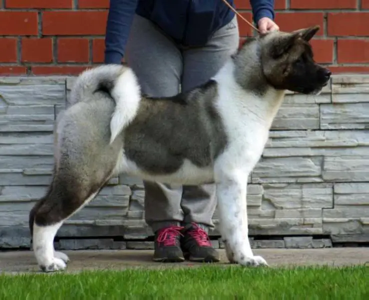 Siberian Hunter Independent Star