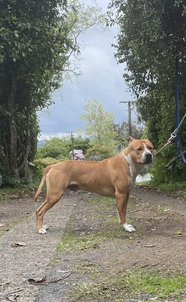 HeavyFuel Silver Surfer