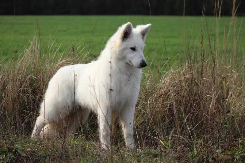 Bona Biale Wilki z Wilkowa