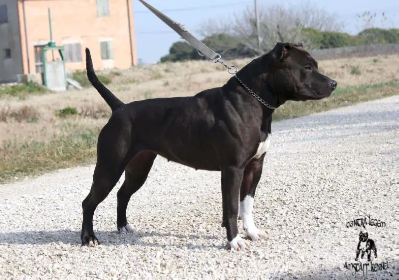 Contra Legem Missandei