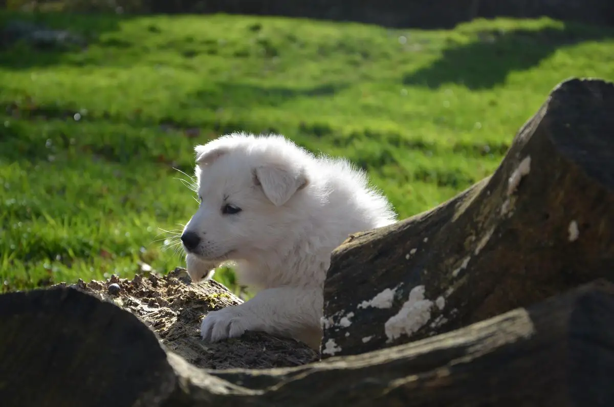 Xandra of Linde's White Wolves